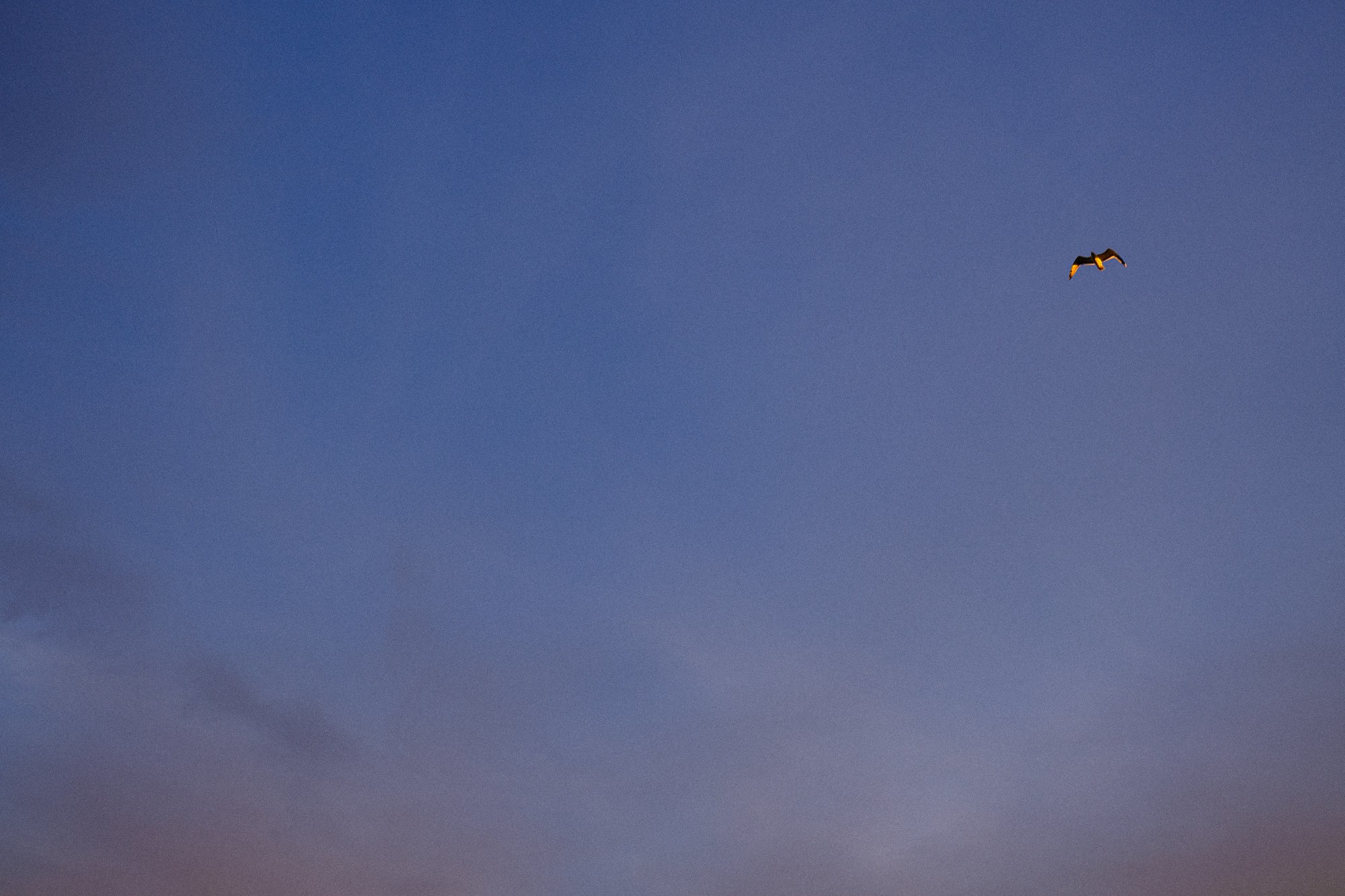 A bird crosses an evening sky.