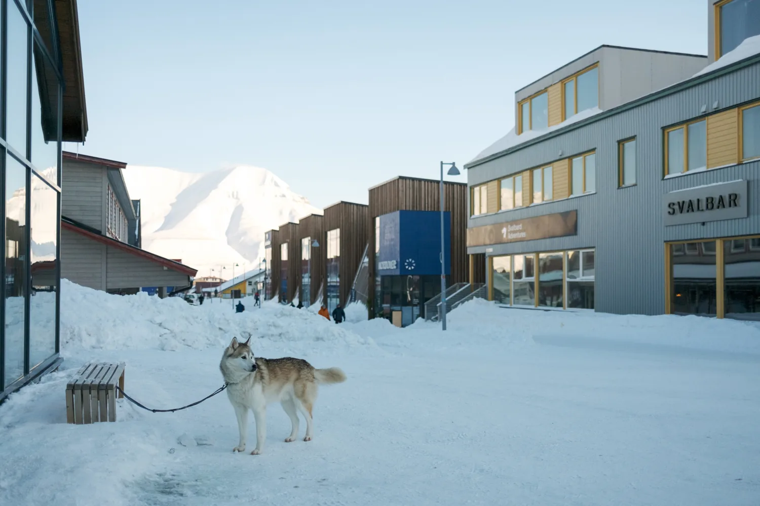 A husky tied up on a snowy street outside a bar, town buildings behind.