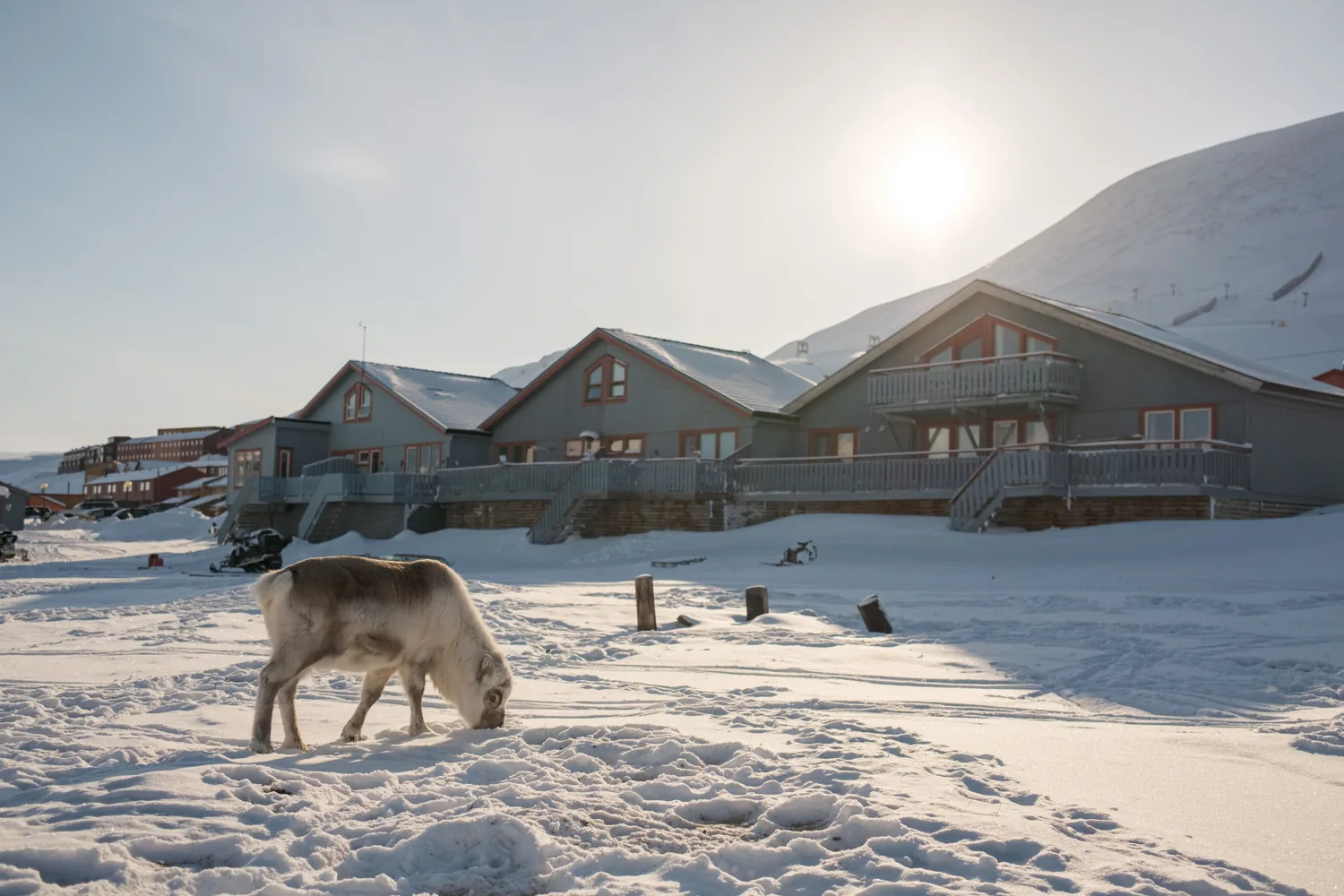 A reindeer stands in the snow between houses, people and low sun behind.